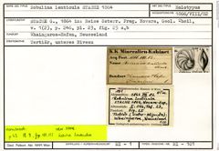 Karteikarte zum Holotyp von Robulina lenticula Stache, 1864